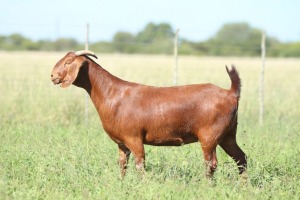 LOT 25 1X KALAHARI RED FLOCK DOE ANTON & RICKUS BOTHMA