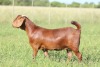 LOT 46 1X KALAHARI RED FLOCK DOE ANTON & RICKUS BOTHMA