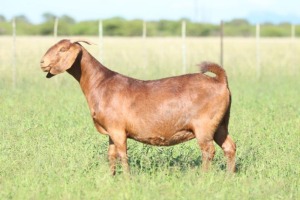 LOT 9 1X KALAHARI RED STUD DOE ANTON & RICKUS BOTHMA