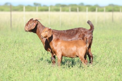 LOT 49 1X KALAHARI RED FLOCK DOE ANTON & RICKUS BOTHMA