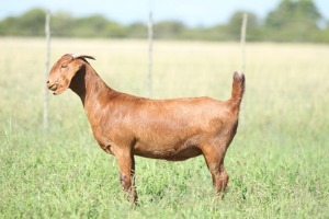 LOT 33 1X KALAHARI RED FLOCK DOE ANTON & RICKUS BOTHMA