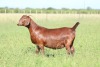 LOT 50 1X KALAHARI RED FLOCK DOE ANTON & RICKUS BOTHMA