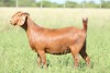 LOT 53 1X KALAHARI RED FLOCK DOE ANTON & RICKUS BOTHMA