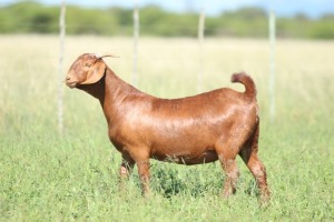 LOT 57 1X KALAHARI RED FLOCK DOE ANTON & RICKUS BOTHMA