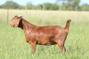 LOT 58 1X KALAHARI RED FLOCK DOE ANTON & RICKUS BOTHMA