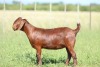 LOT 42 1X KALAHARI RED FLOCK DOE ANTON & RICKUS BOTHMA