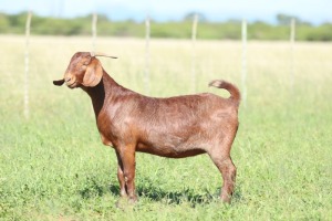 LOT 61 1X KALAHARI RED FLOCK DOE ANTON & RICKUS BOTHMA