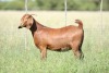 LOT 62 1X KALAHARI RED FLOCK DOE ANTON & RICKUS BOTHMA