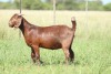 LOT 45 1X KALAHARI RED FLOCK DOE ANTON & RICKUS BOTHMA