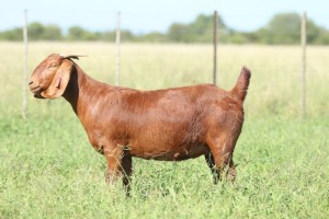 LOT 65 1X KALAHARI RED STUD DOE ANTON & RICKUS BOTHMA