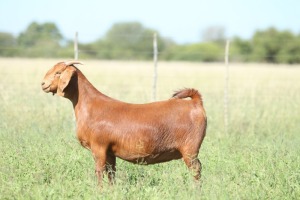 LOT 66 1X KALAHARI RED FLOCK DOE ANTON & RICKUS BOTHMA