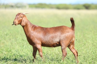 ONTTREK - LOT 70 1X KALAHARI RED DOE ANTON & RICKUS BOTHMA