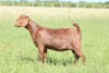 LOT 73 1X KALAHARI RED FLOCK DOE ANTON & RICKUS BOTHMA