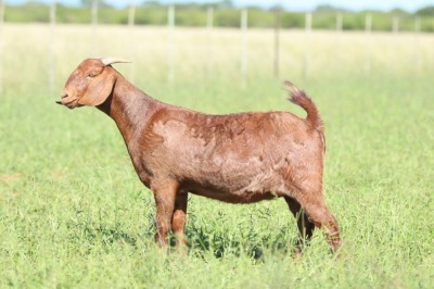 LOT 73 1X KALAHARI RED FLOCK DOE ANTON & RICKUS BOTHMA