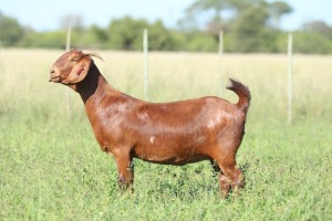 LOT 54 1X KALAHARI RED FLOCK DOE ANTON & RICKUS BOTHMA