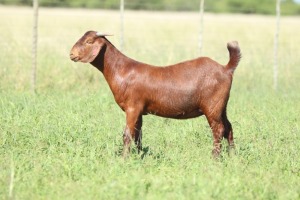 LOT 76 1X KALAHARI RED FLOCK DOE ANTON & RICKUS BOTHMA