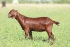 LOT 77 1X KALAHARI RED FLOCK DOE FLOCK PREGNANT ANTON & RICKUS BOTHMA