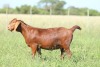 LOT 74 1X KALAHARI RED FLOCK DOE ANTON & RICKUS BOTHMA