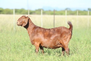 ONTTREK - LOT 69 1X KALAHARI RED DOE ANTON & RICKUS BOTHMA