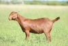 LOT 75 1X KALAHARI RED FLOCK DOE ANTON & RICKUS BOTHMA