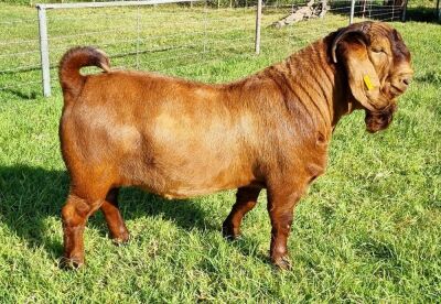 ONTTREK - LOT 7 1X KALAHARI RED BUCK ALBIE & LOUWAN HORN