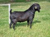 1X BLACKBERRY GOAT BUCK ALBIE & LOUWAN HORN