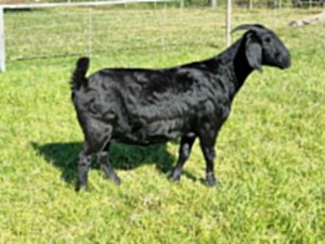 1X BLACKBERRY GOAT DOE ALBIE & LOUWAN HORN