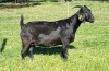 1X BLACKBERRY GOAT DOE ALBIE & LOUWAN HORN