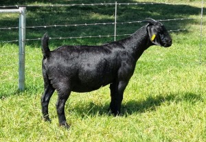 1X BLACKBERRY GOAT DOE ALBIE & LOUWAN HORN