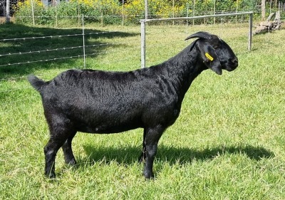 1X BLACKBERRY GOAT DOE ALBIE & LOUWAN HORN