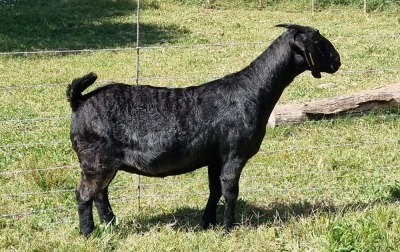 1X BLACKBERRY GOAT DOE ALBIE & LOUWAN HORN