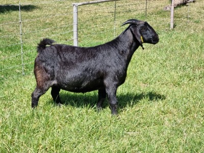 1X BLACKBERRY GOAT DOE ALBIE & LOUWAN HORN