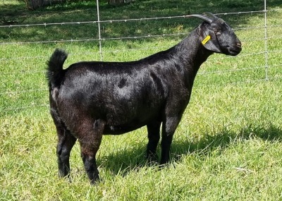 1X BLACKBERRY GOAT DOE ALBIE & LOUWAN HORN