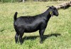 1X BLACKBERRY GOAT DOE ALBIE & LOUWAN HORN