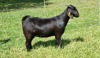 1X BLACKBERRY GOAT DOE ALBIE & LOUWAN HORN