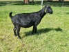 1X BLACKBERRY GOAT DOE ALBIE & LOUWAN HORN