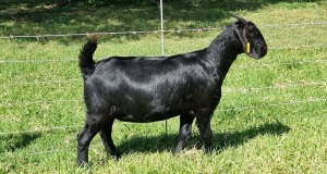 1X BLACKBERRY GOAT DOE ALBIE & LOUWAN HORN