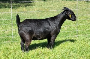 1X BLACKBERRY GOAT DOE ALBIE & LOUWAN HORN