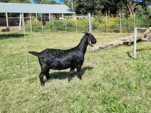 1X BLACKBERRY GOAT DOE ALBIE & LOUWAN HORN