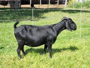 1X BLACKBERRY GOAT DOE ALBIE & LOUWAN HORN