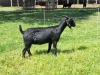 1X BLACKBERRY GOAT DOE ALBIE & LOUWAN HORN