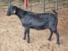 1X BLACKBERRY GOAT DOE ALBIE & LOUWAN HORN