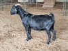 1X BLACKBERRY GOAT DOE ALBIE & LOUWAN HORN