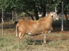 LOT 67 3X MEATMASTER OOI/EWE DORINGVELD MEATMASTERS(PER STUK OM LOT TE NEEM/PER PIECE TO TAKE THE LOT) - 5