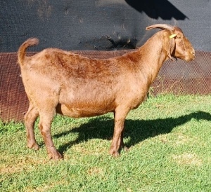 1X KALAHARI RED FLOCK OOI/EWE PREGNANT E&C BOERDERY