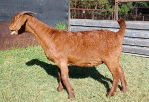 1X KALAHARI RED STUD OOI/EWE PREGNANT E&C BOERDERY