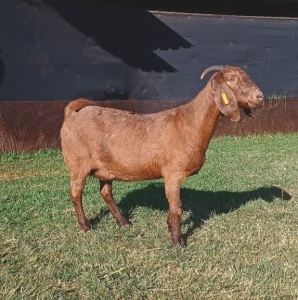 1X KALAHARI RED STUD OOI/EWE PREGNANT E&C BOERDERY