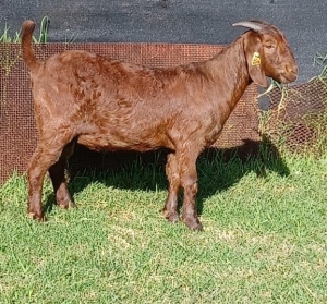 1X KALAHARI RED FLOCK OOI/EWE E&C BOERDERY