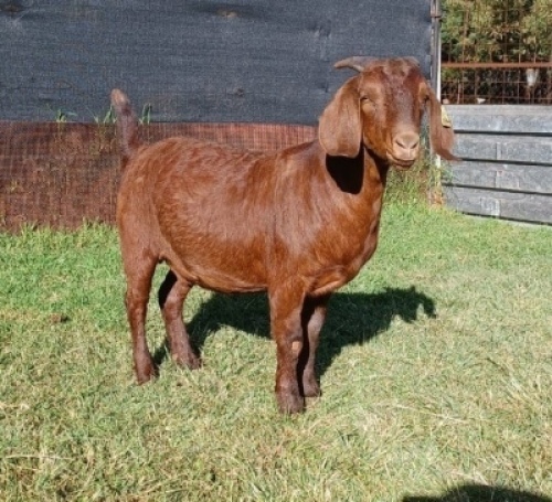1X KALAHARI RED POTENTIAL STUD OOI/EWE PREGNANT E&C BOERDERY
