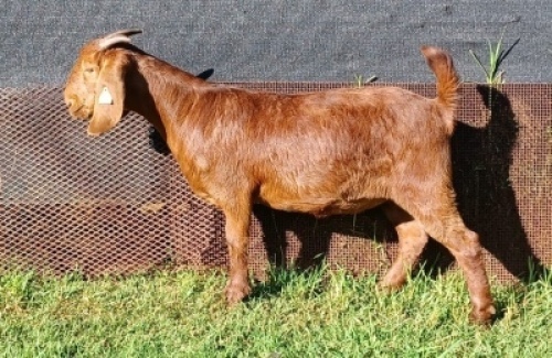 1X KALAHARI RED POTENTIAL STUD OOI/EWE PREGNANT E&C BOERDERY